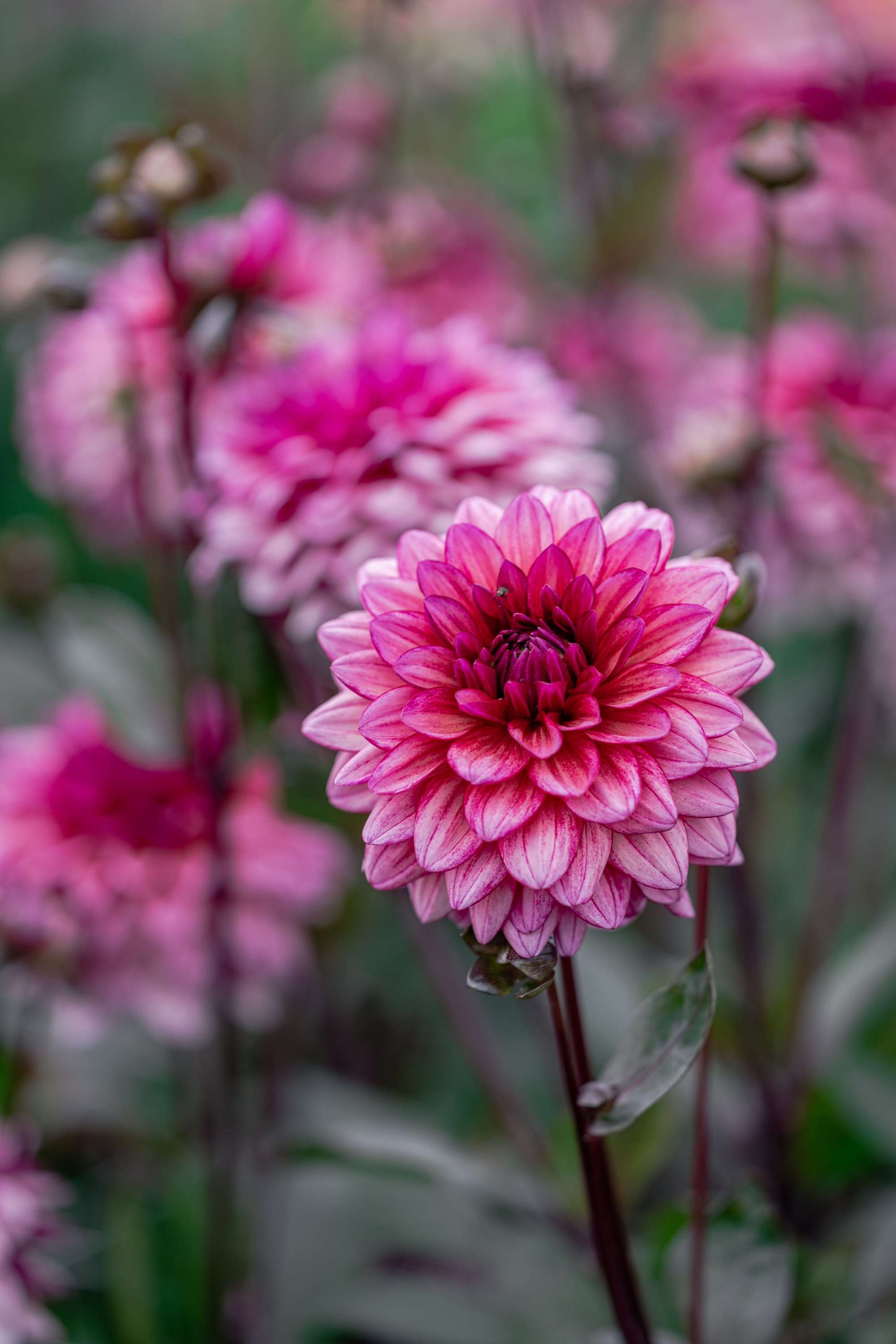 Dahlia 'Molly Raven'
